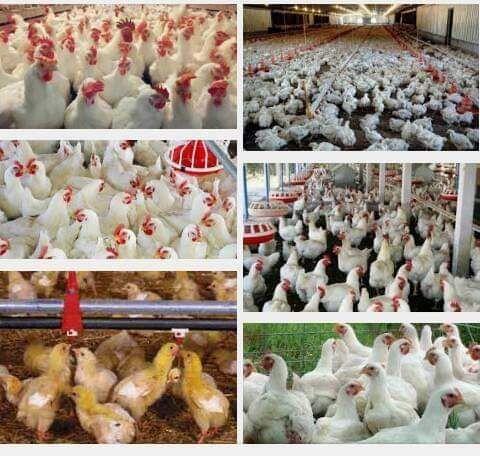 جماعة الحوثي تحظر استيراد الدجاج المجمد في مناطق سيطرتها