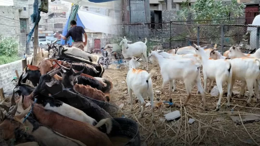 تصاعد سرقات الأغنام في الحوبان شرقي تعز على يد عصابة حوثية